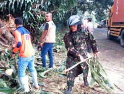 GerCep Babinsa dan Dinas Terkait Evakuasi Pohon Tumbang di Kabima
