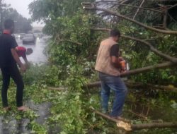 Bersama Warga Dan BPBD Kota Bitung, Babinsa Bantu Evakuasi Pohon Tumbang